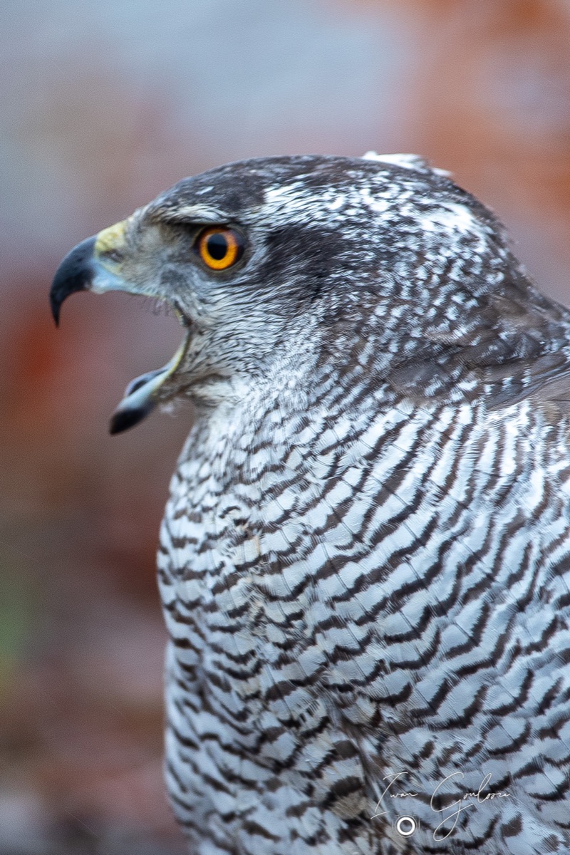 1DX45858 12 december 2021 1149 22